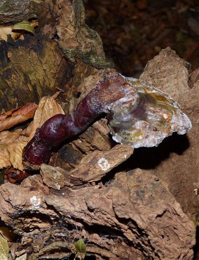 A mature fruiting body with a long stipe on a fallen hornbeam in Thorndon Country Park, Essex.